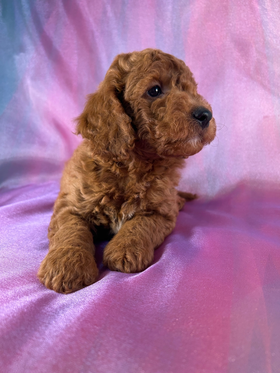 Dark Red Miniature Golden Doodle for Sale DOB 5-3-2026 $1200